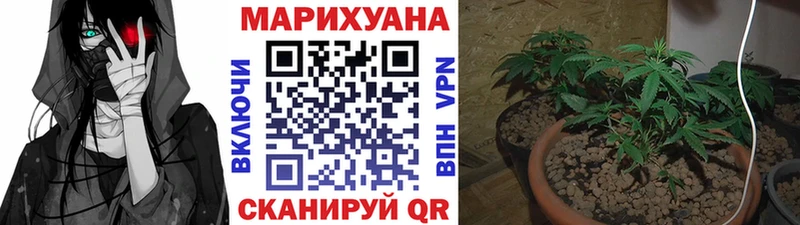 дарнет шоп  Вольск  Канабис сатива 